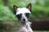 CHIEN NU CHINOIS 284